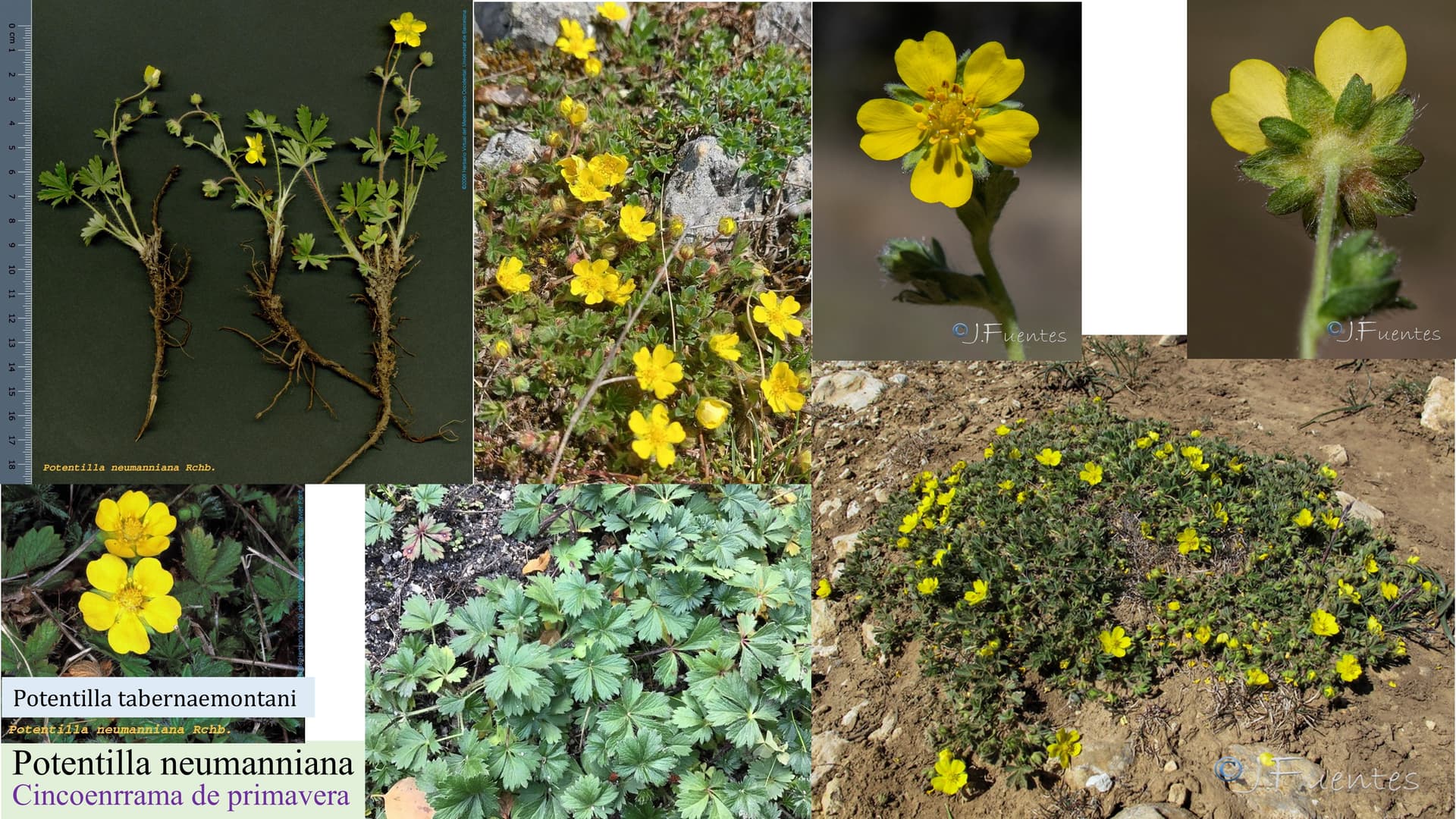 Potentilla neumanniana