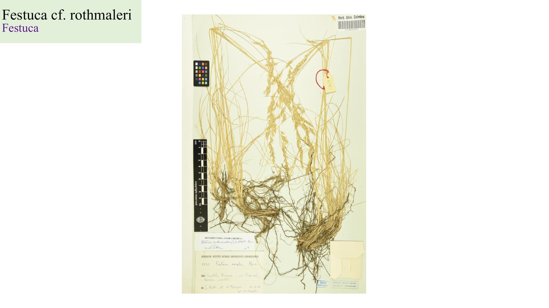 Festuca cf. rothmaleri