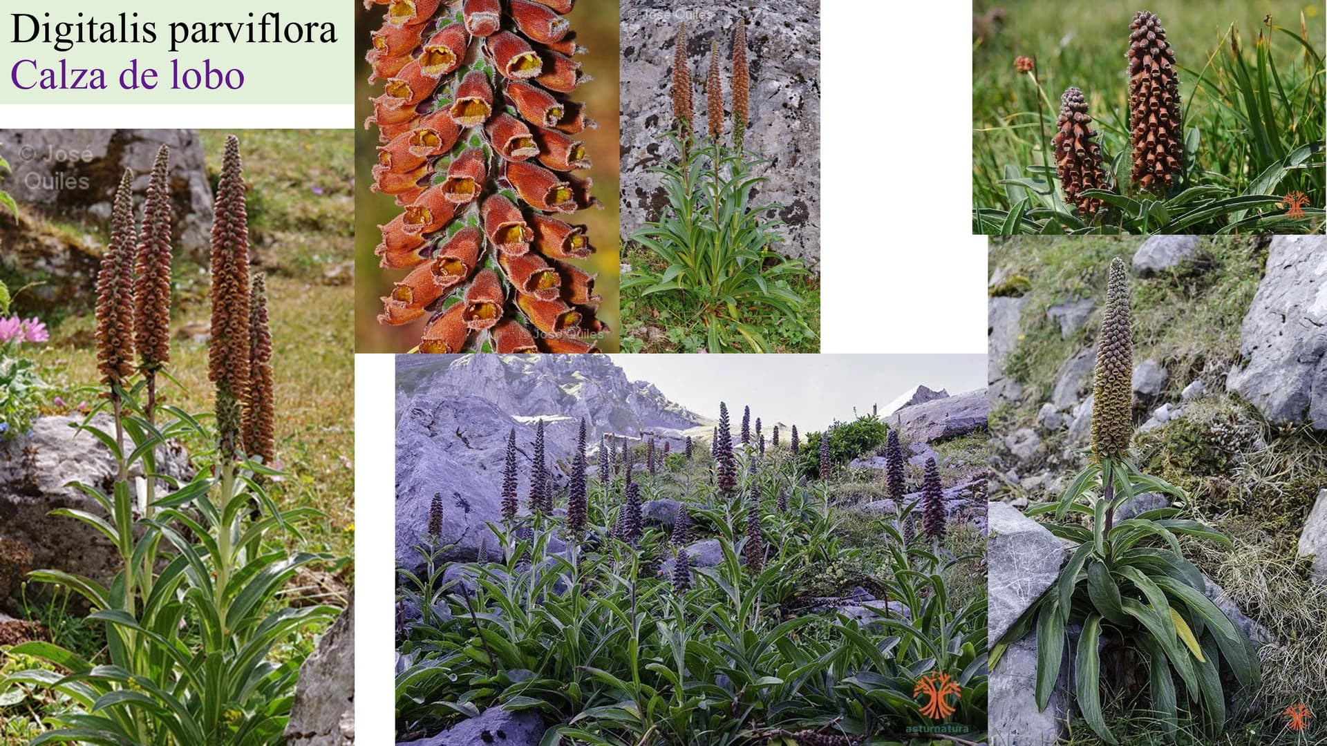 Digitalis parviflora