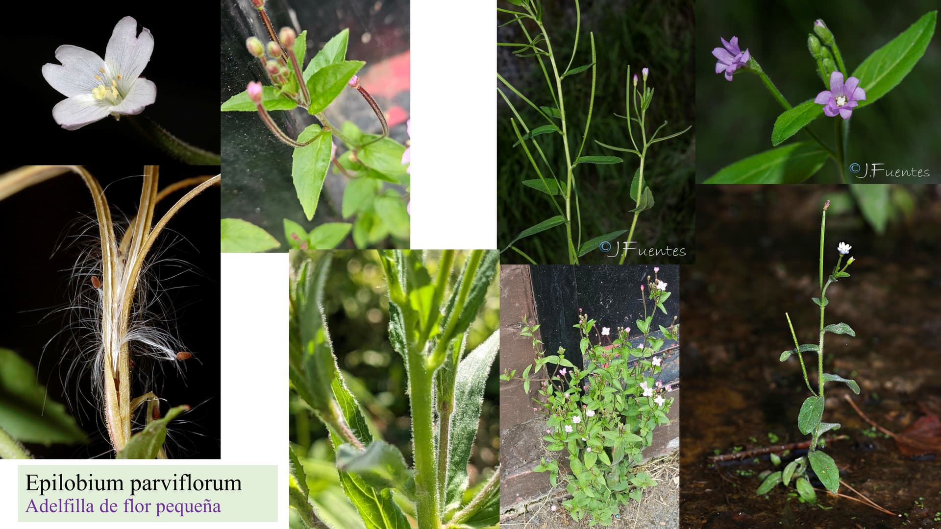 Epilobium parviflorum