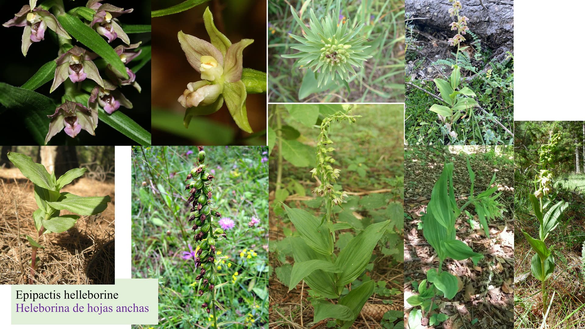 Epipactis helleborine