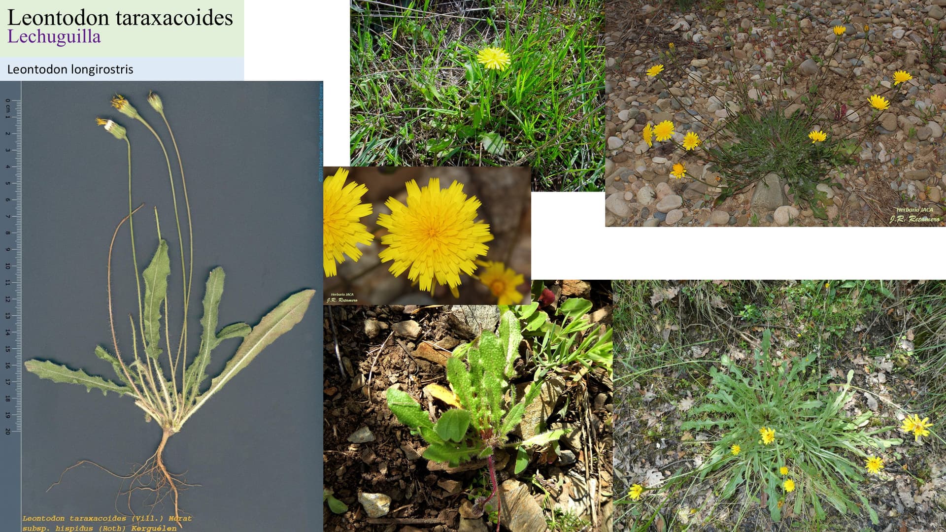 Leontodon taraxacoides