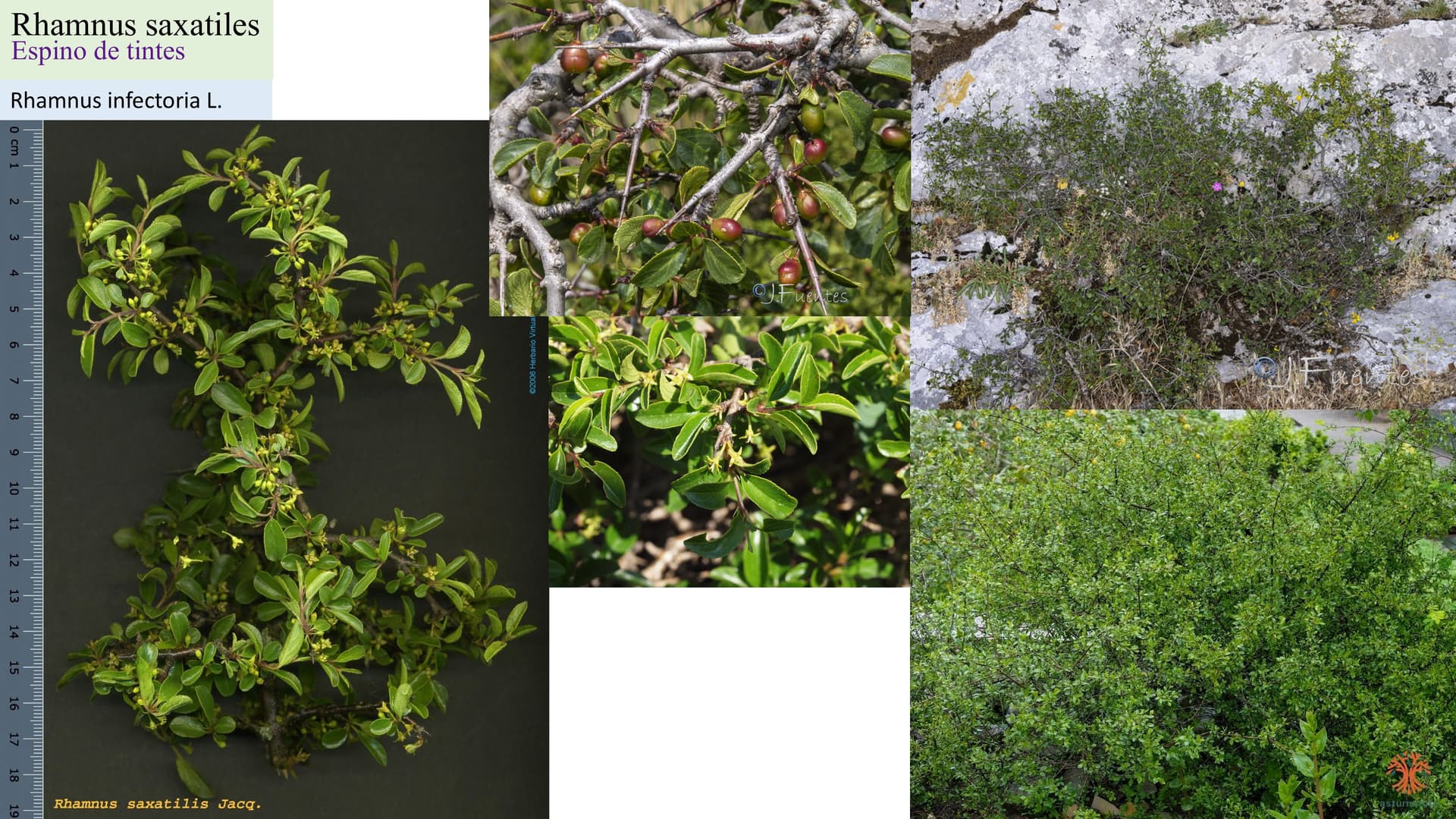 Rhamnus saxatilis