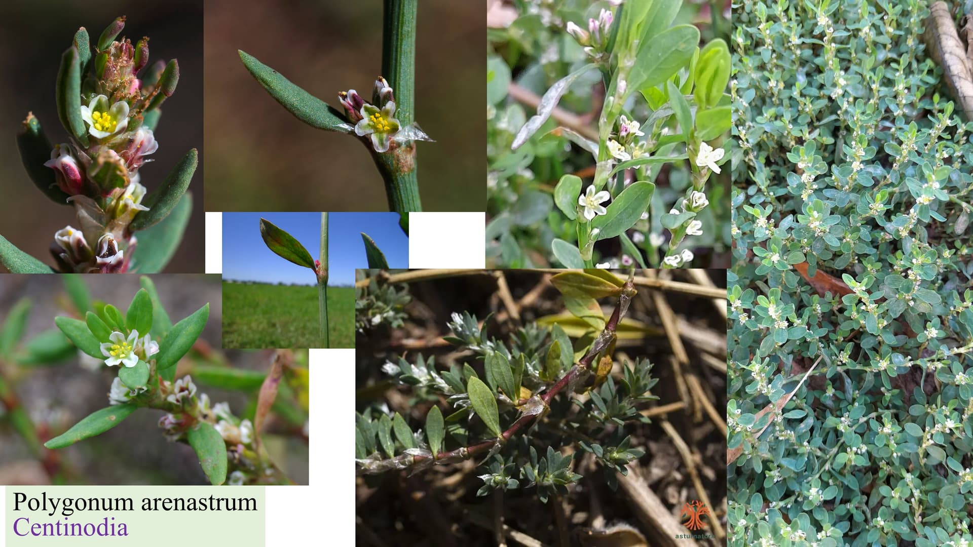 Polygonum arenastrum