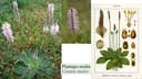 Plantago media