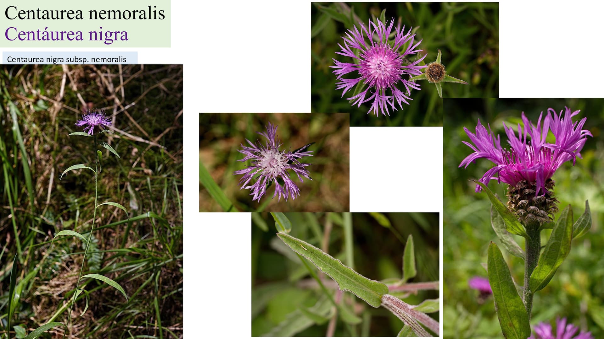 Centaurea nemoralis