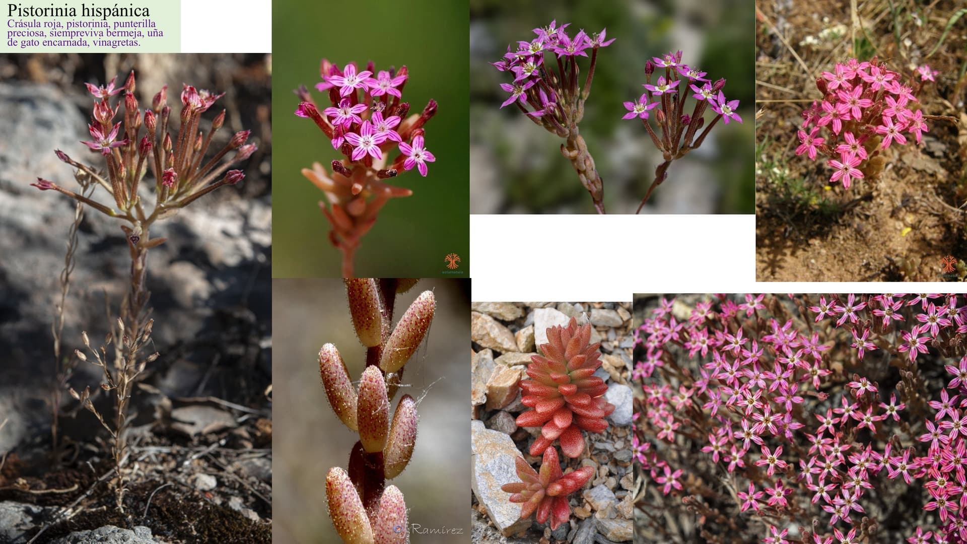 Pistorinia hispanica