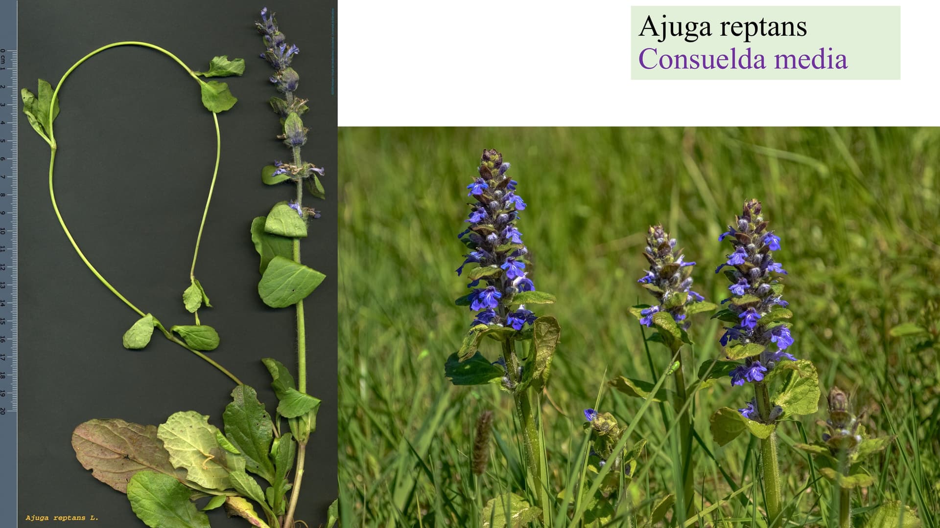 Ajuga