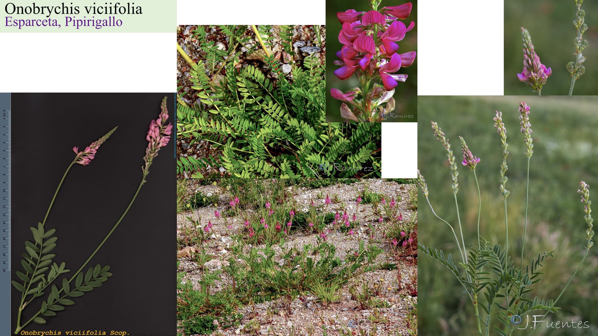 Onobrychis viciifolia