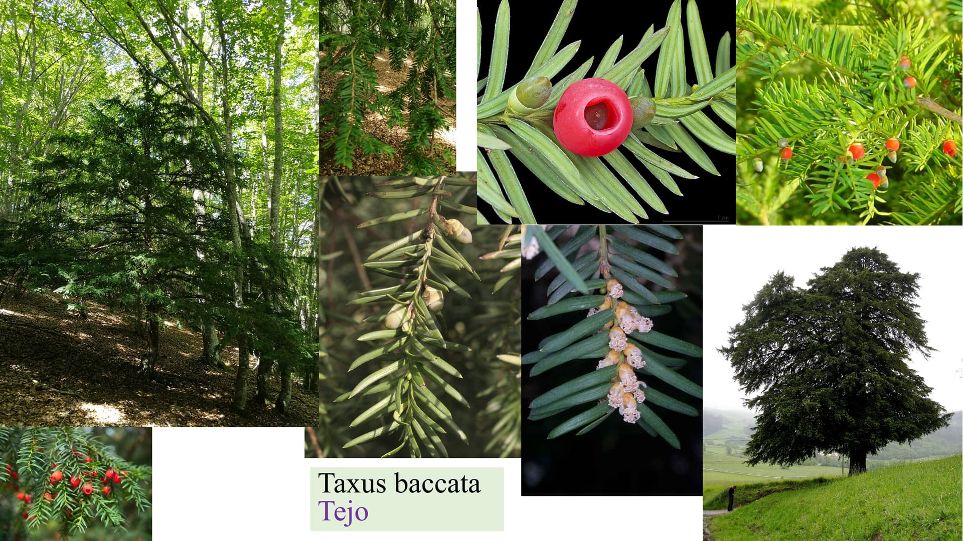 Taxus baccata