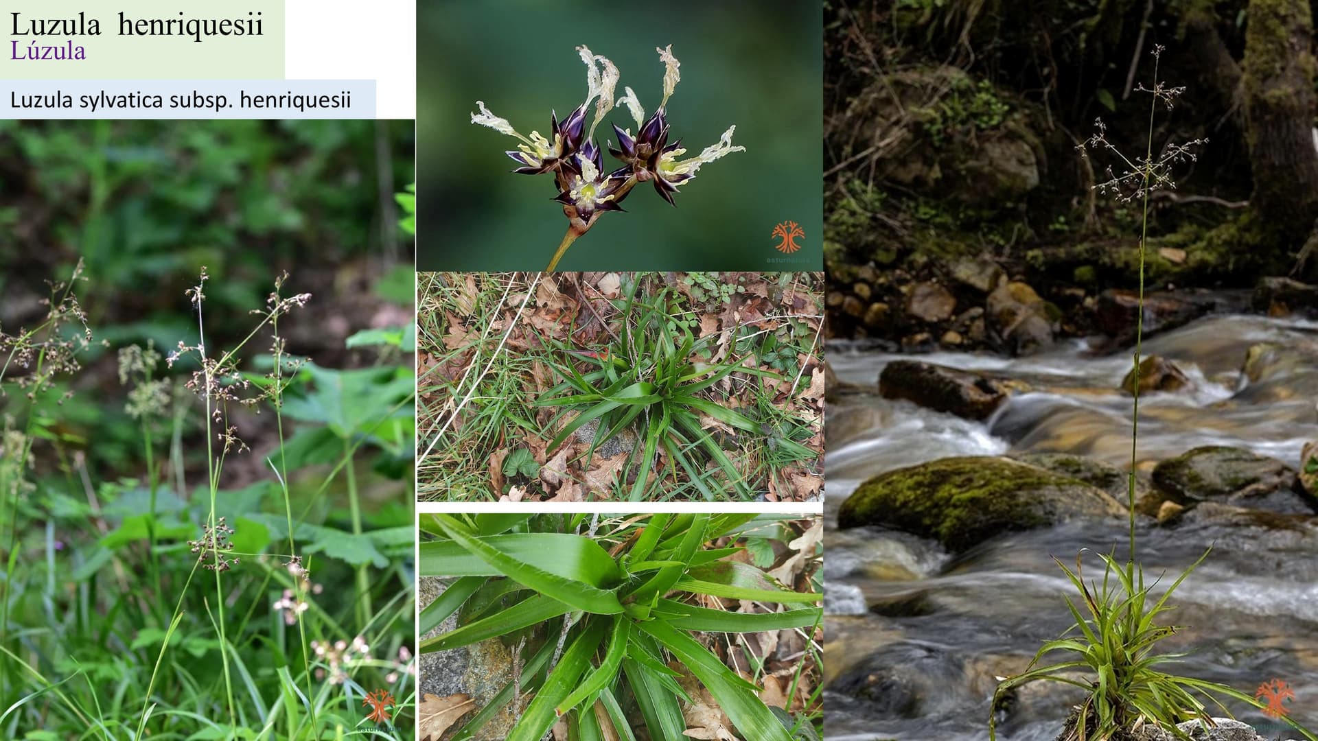 Luzula henriquesii