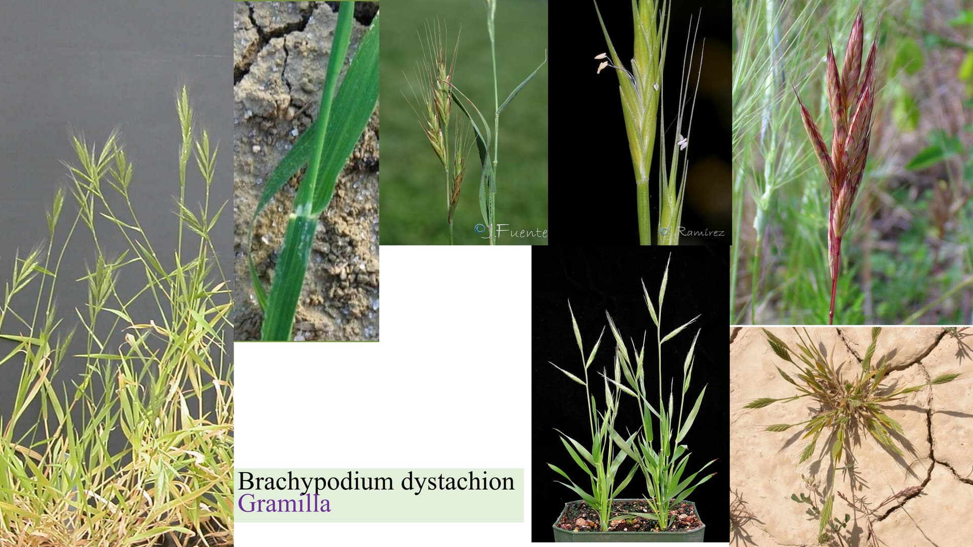 Brachypodium dystachion