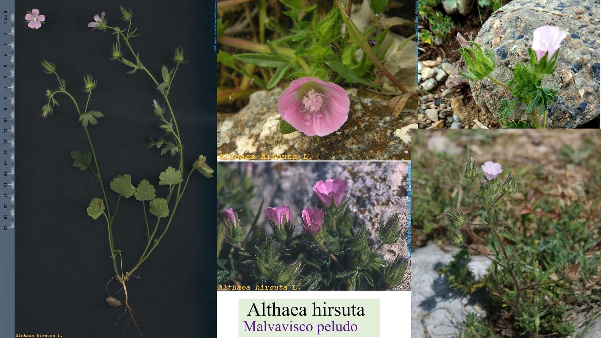 Althaea