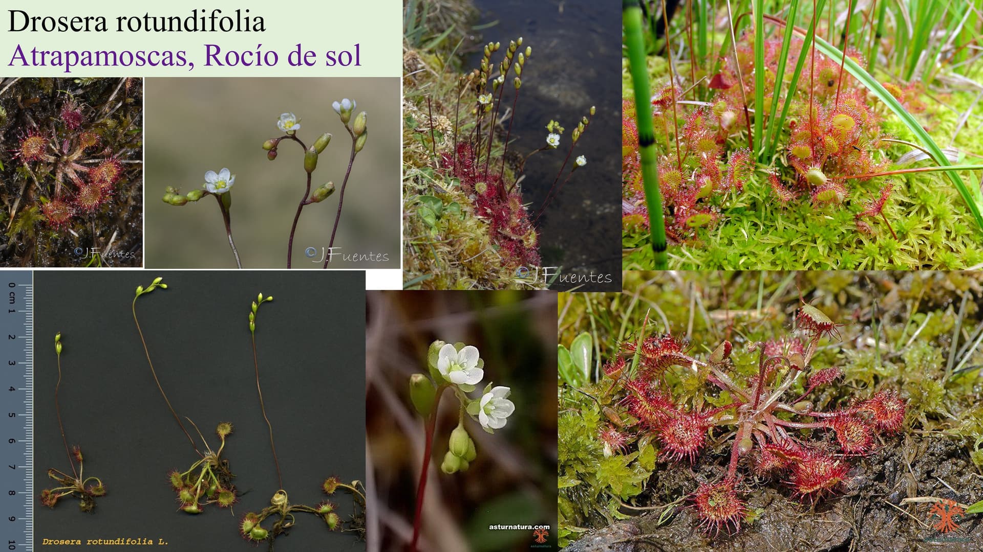 Drosera rotundifolia