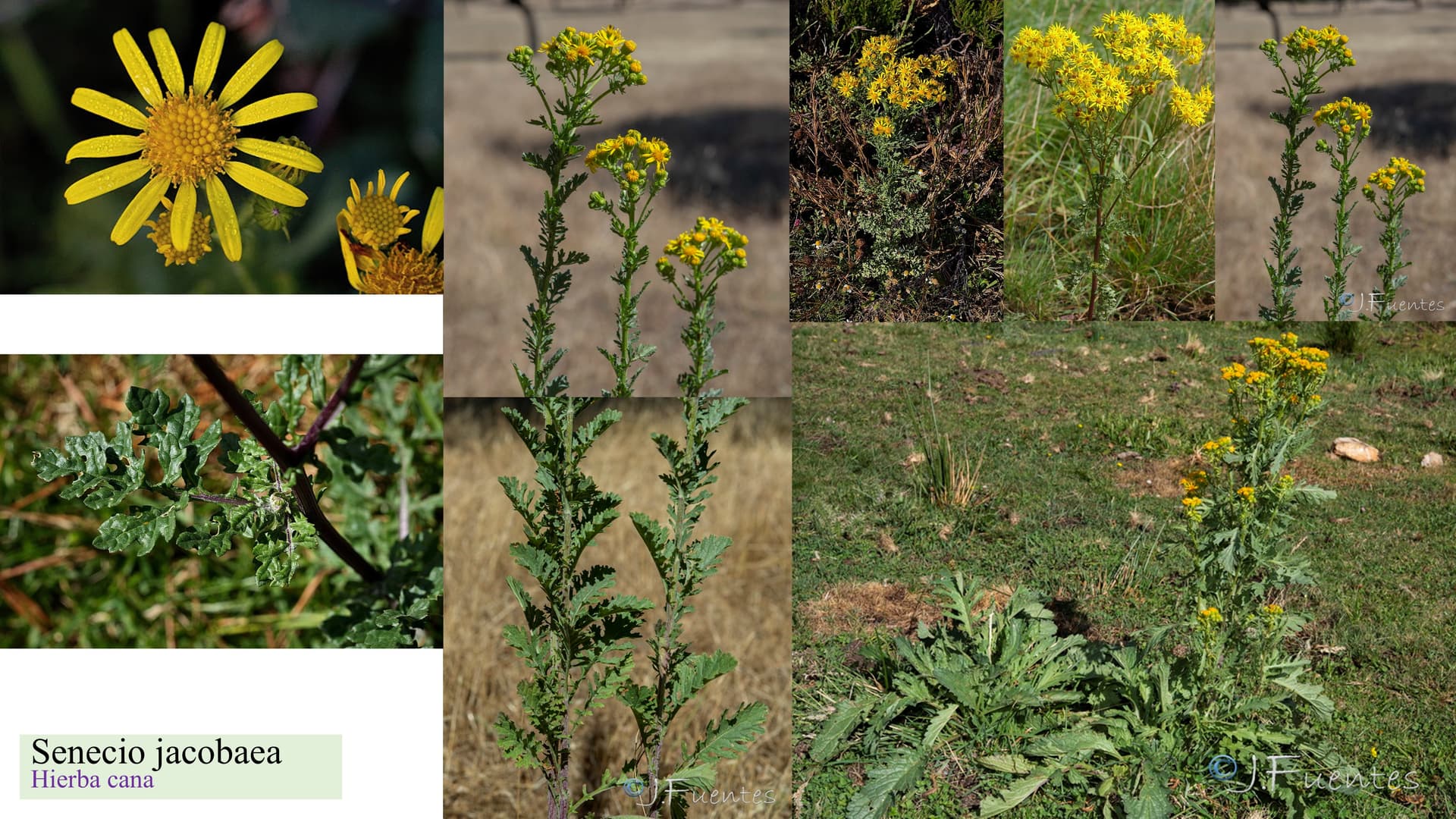 Senecio jacobaea