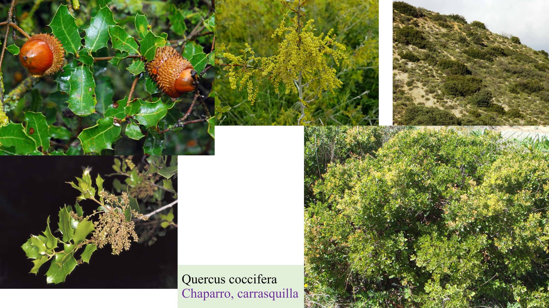 Quercus coccifera