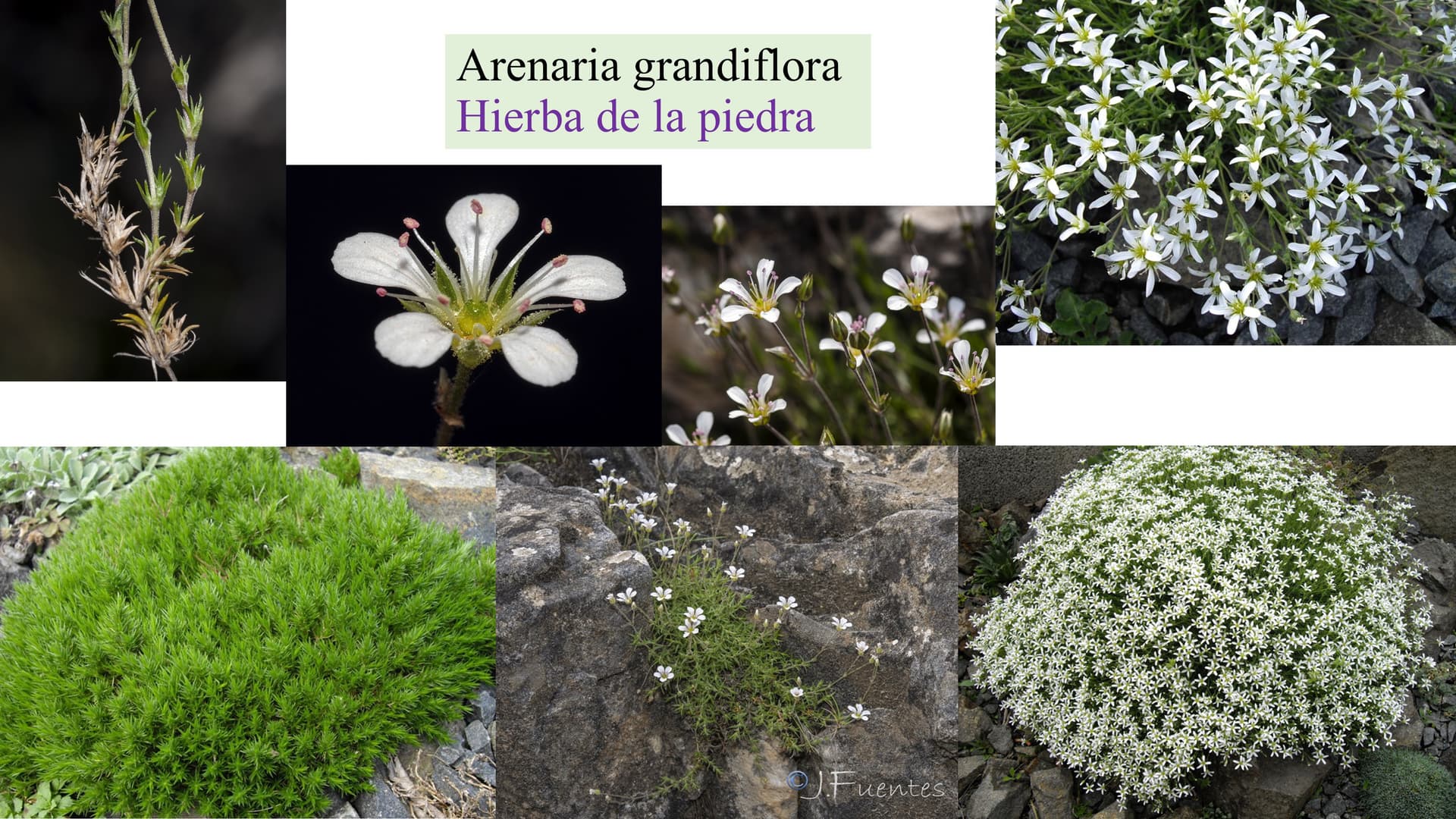 Arenaria grandiflora