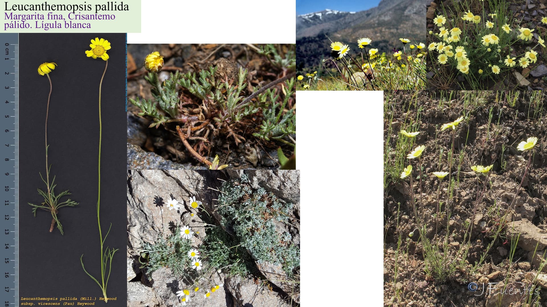 Leucanthemopsis pallida