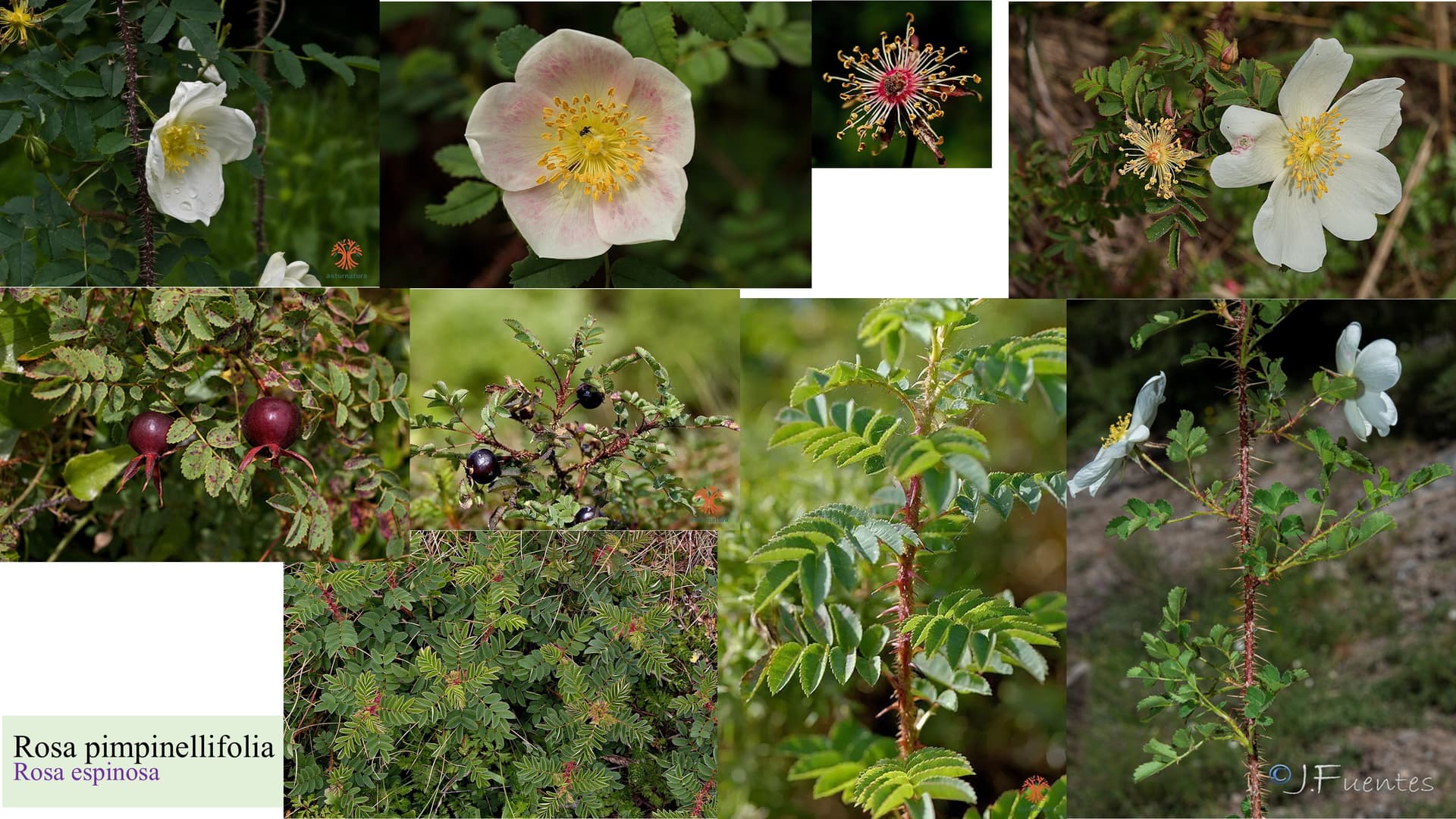 Rosa pimpinellifolia