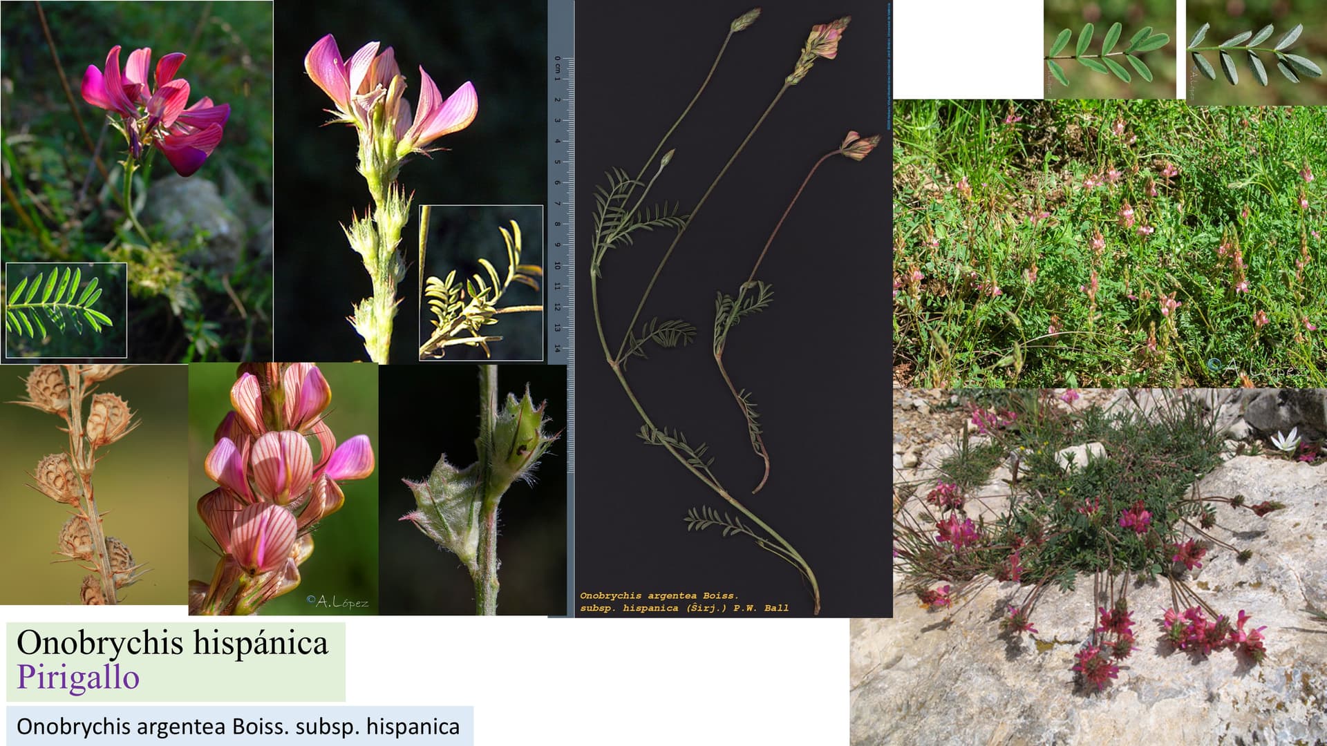 Onobrychis hispanica