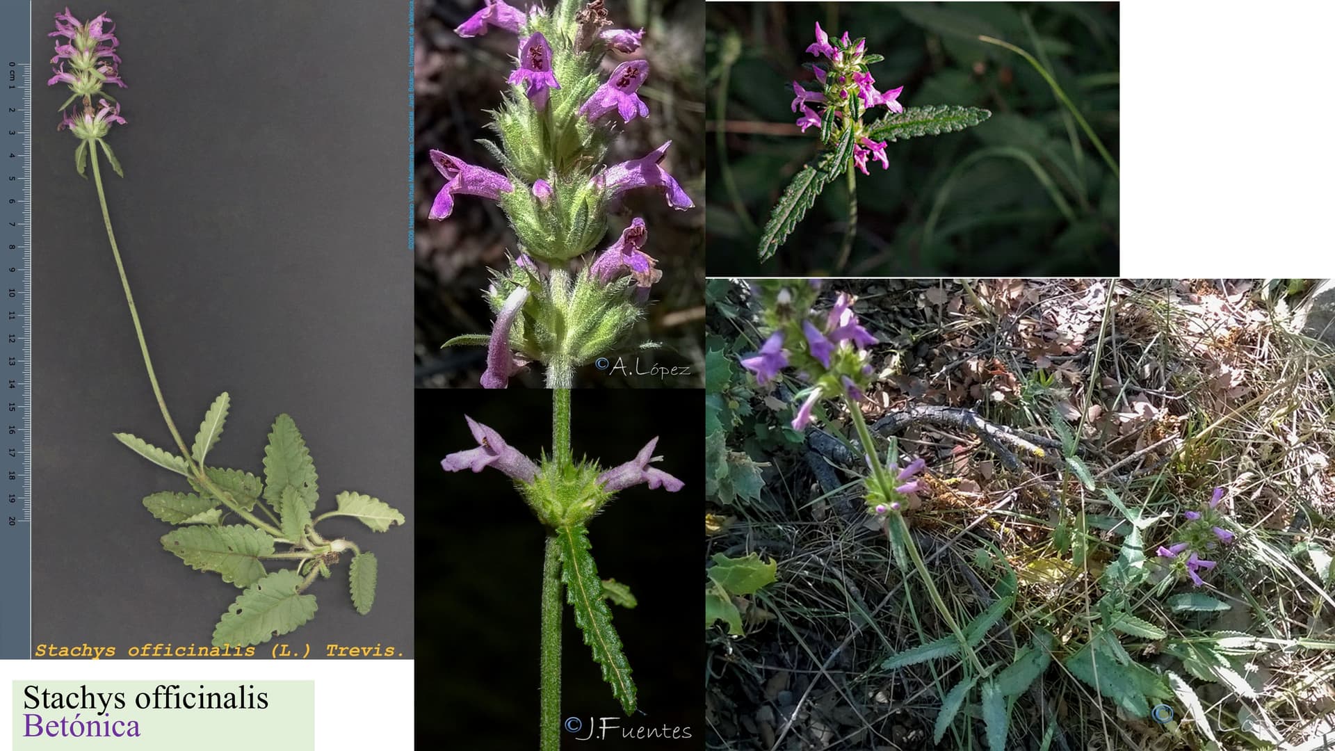 Stachys officinalis