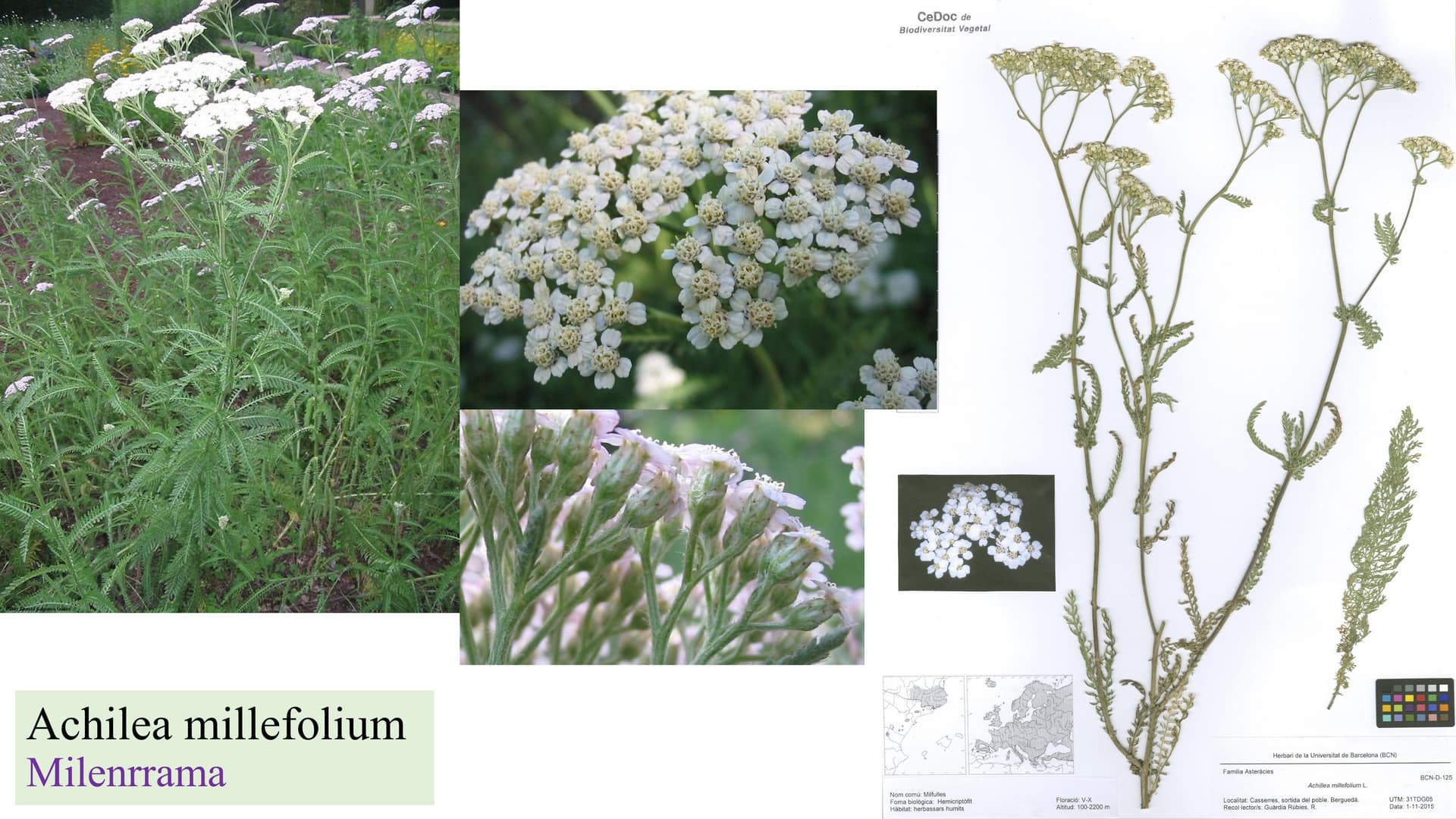 Achillea millefolium