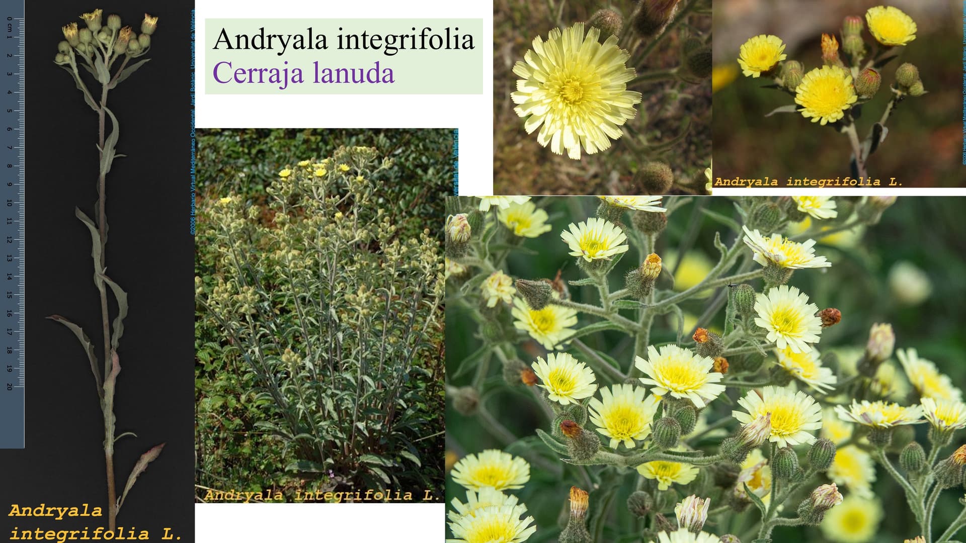 Andryala integrifolia