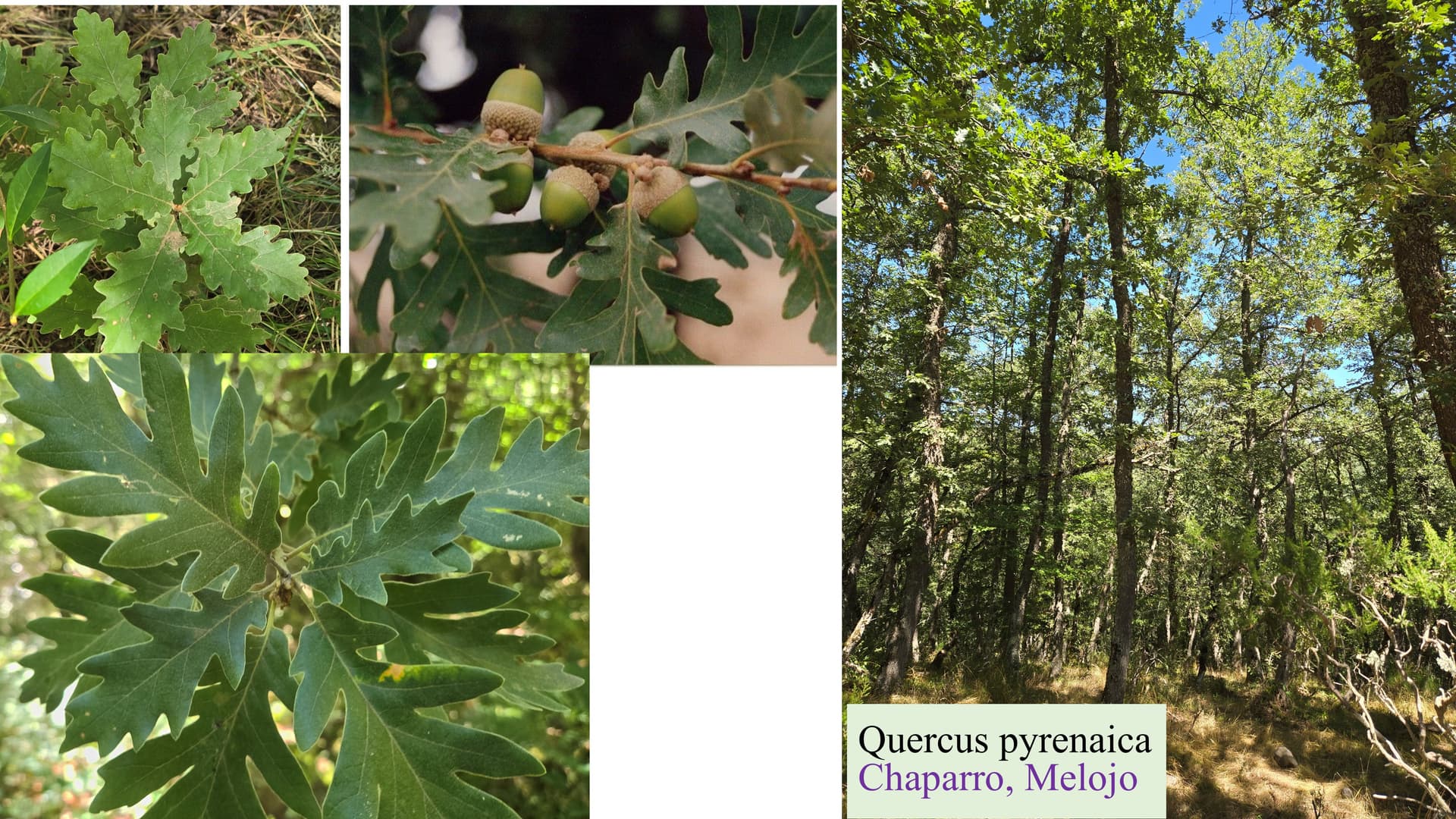 Quercus pyrenaica