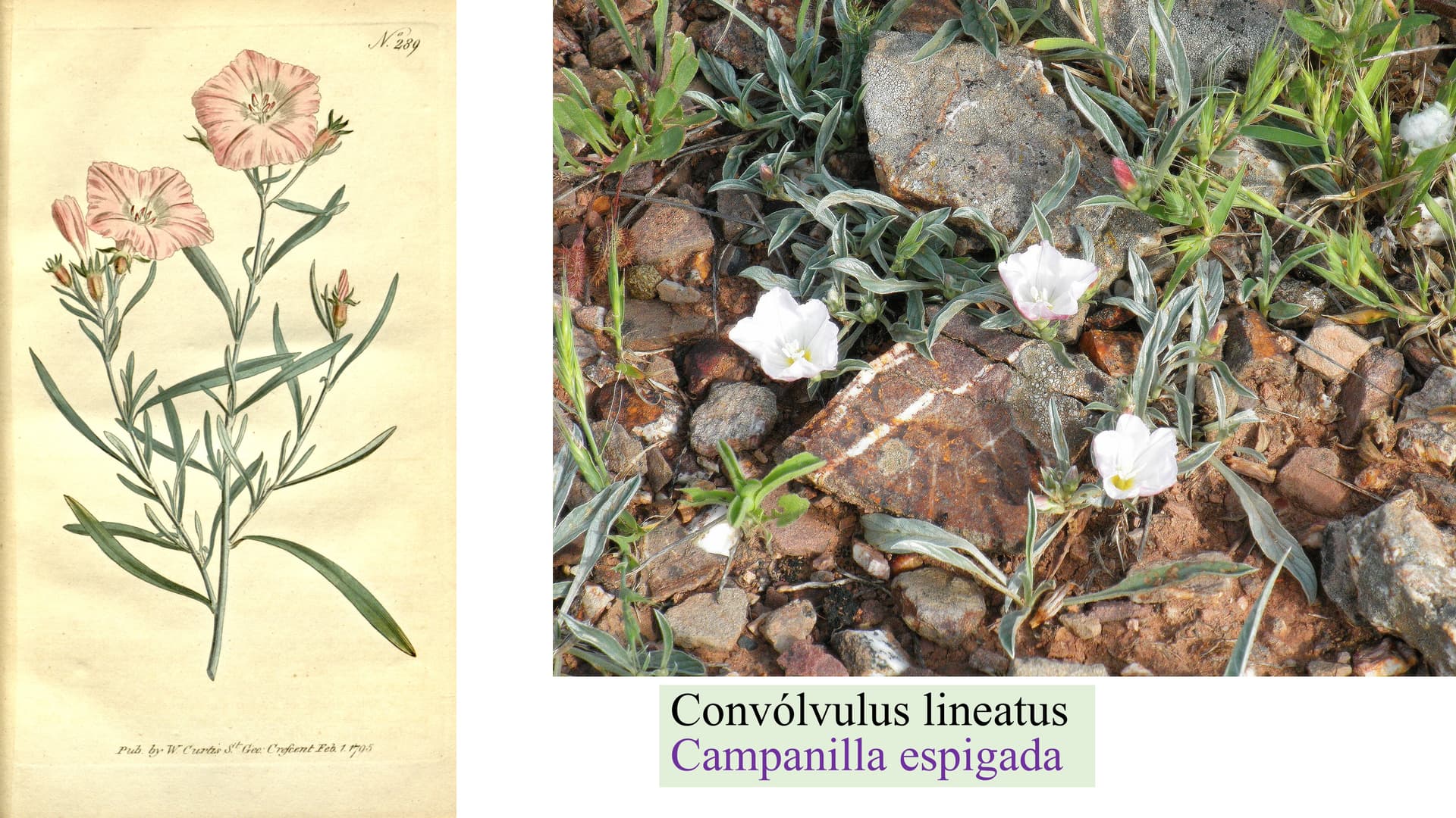 Convolvulus lineatus