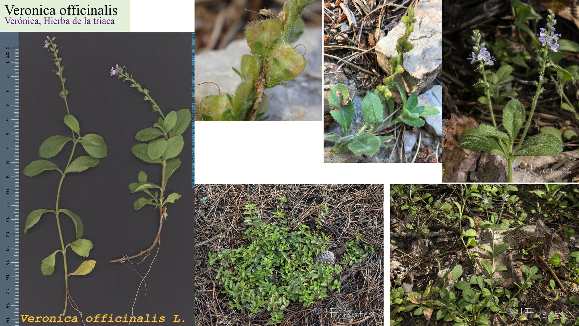 Veronica officinalis