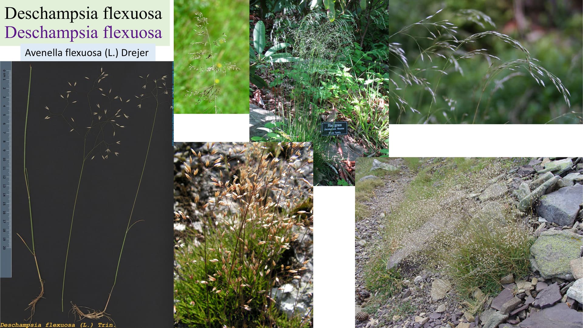 Deschampsia flexuosa