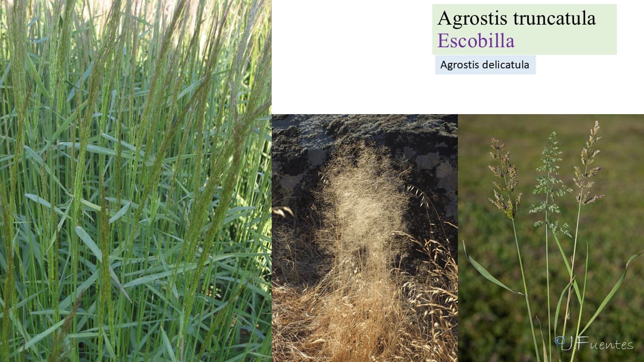 Agrostis