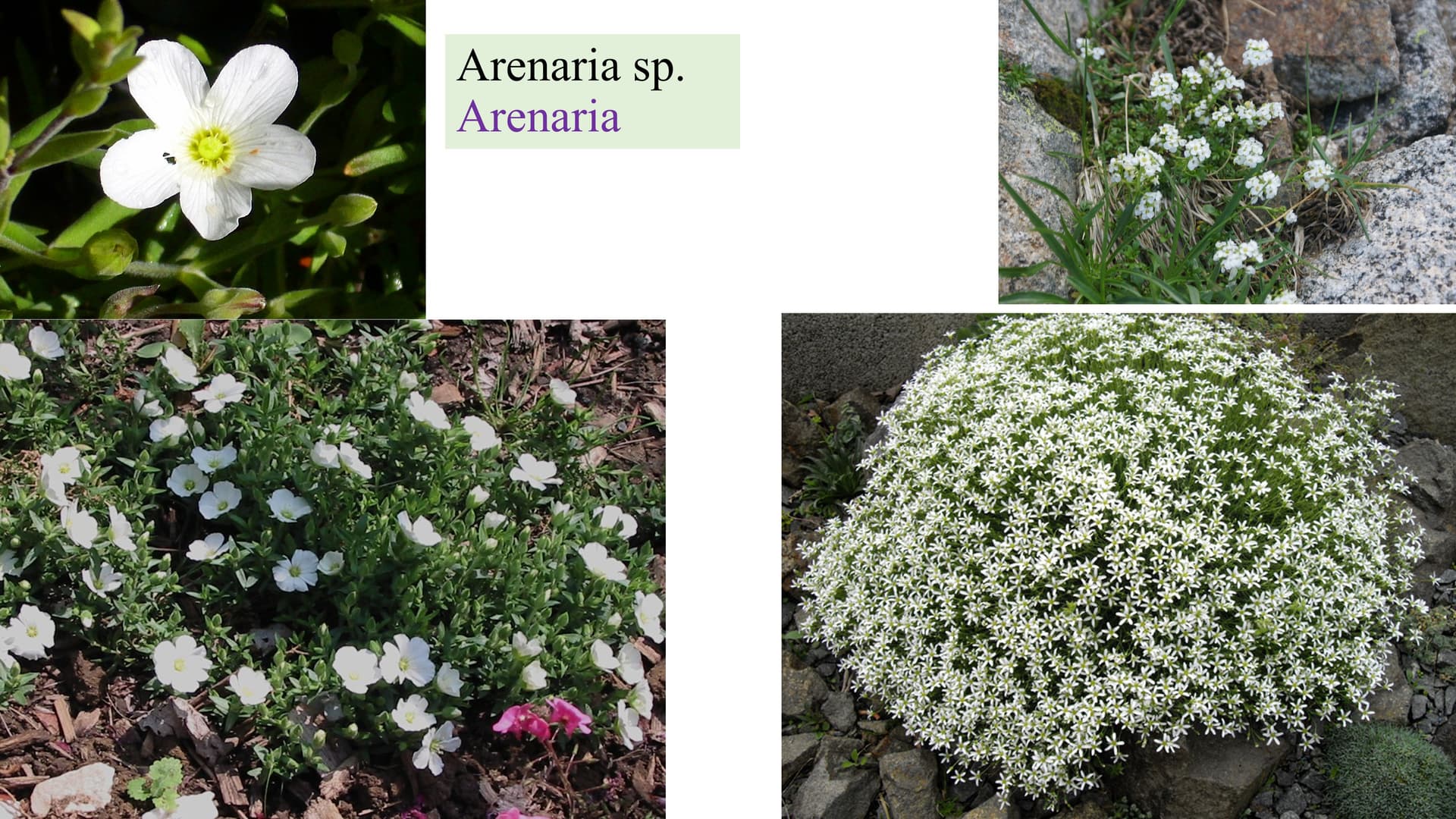 Arenaria sp.
