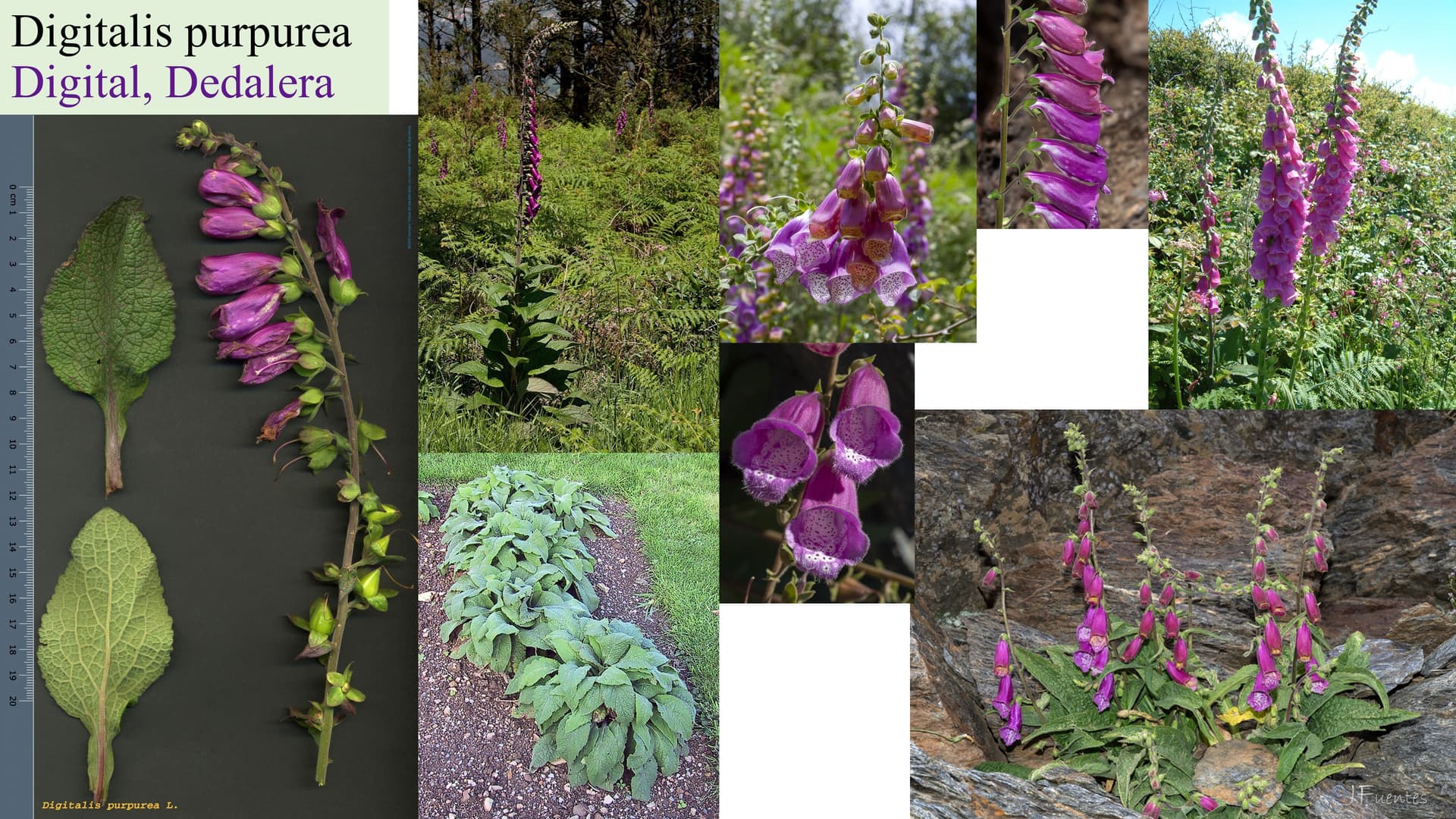 Digitalis purpurea
