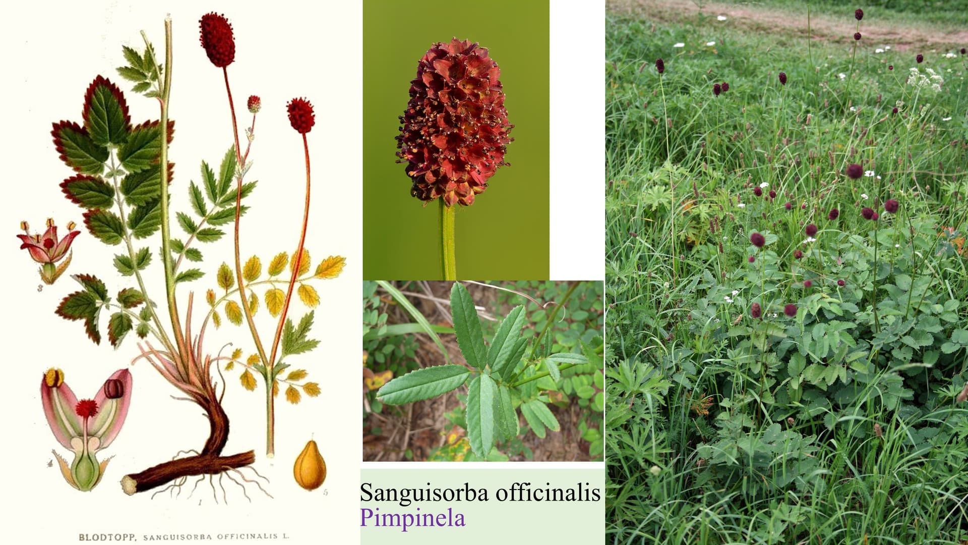Sanguisorba officinalis