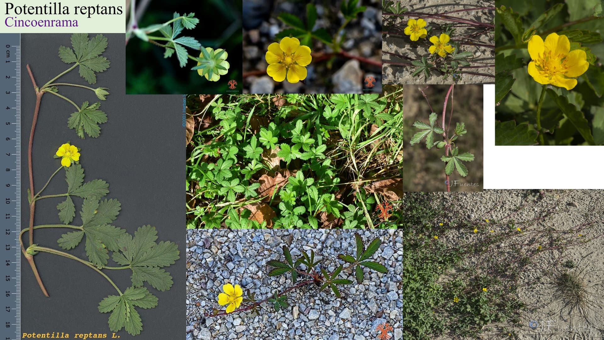 Potentilla reptans