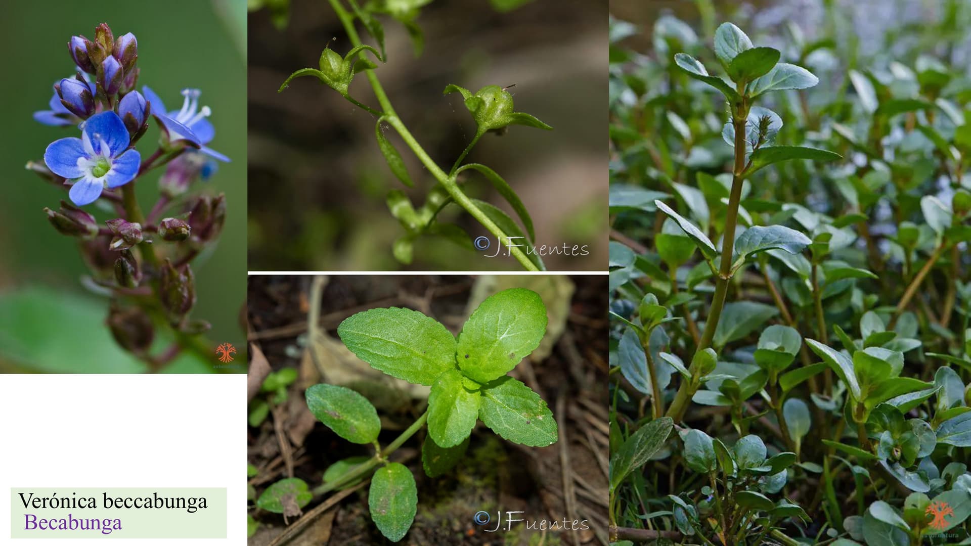 Veronica beccabunga