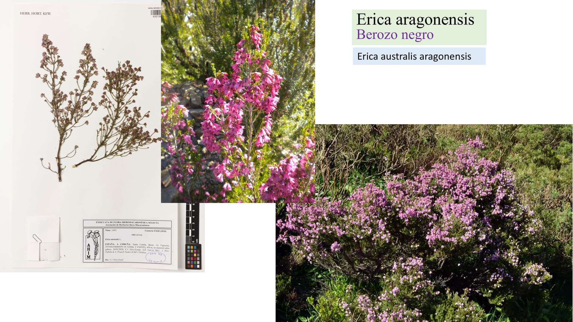 Erica aragonensis