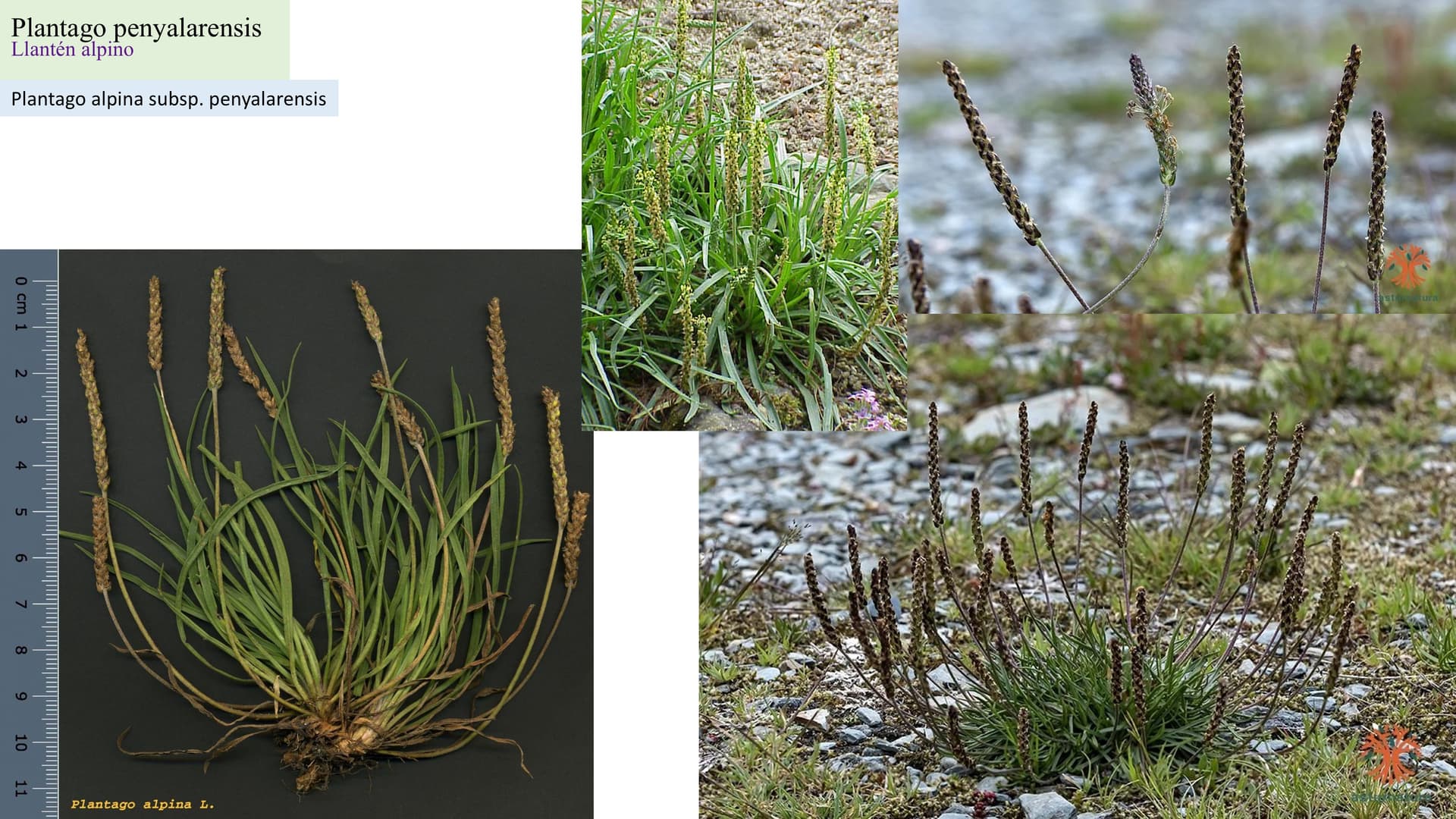 Plantago penyalarensis