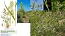 Bromus hordeaceus