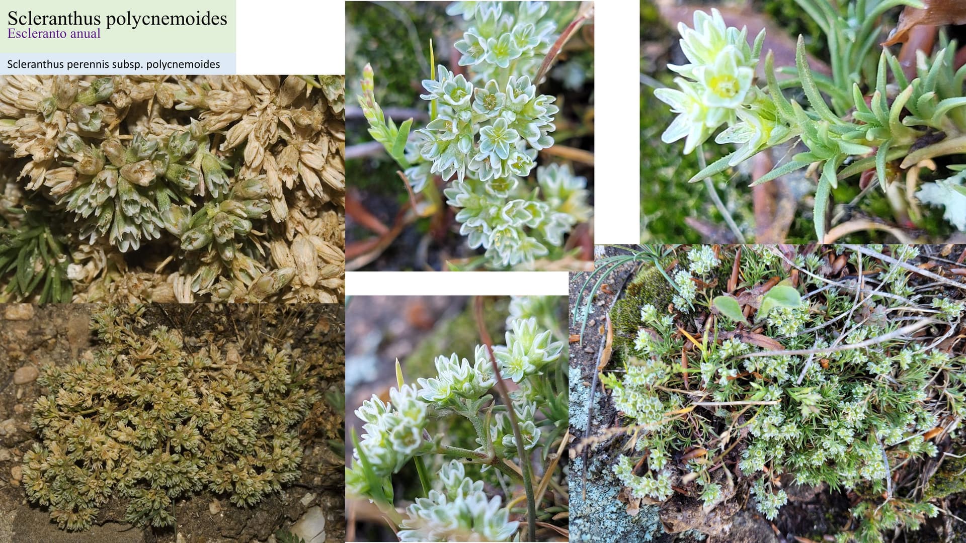 Scleranthus polycnemoides