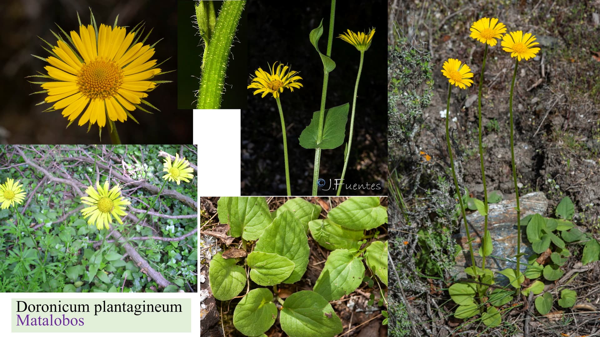 Doronicum plantagineum