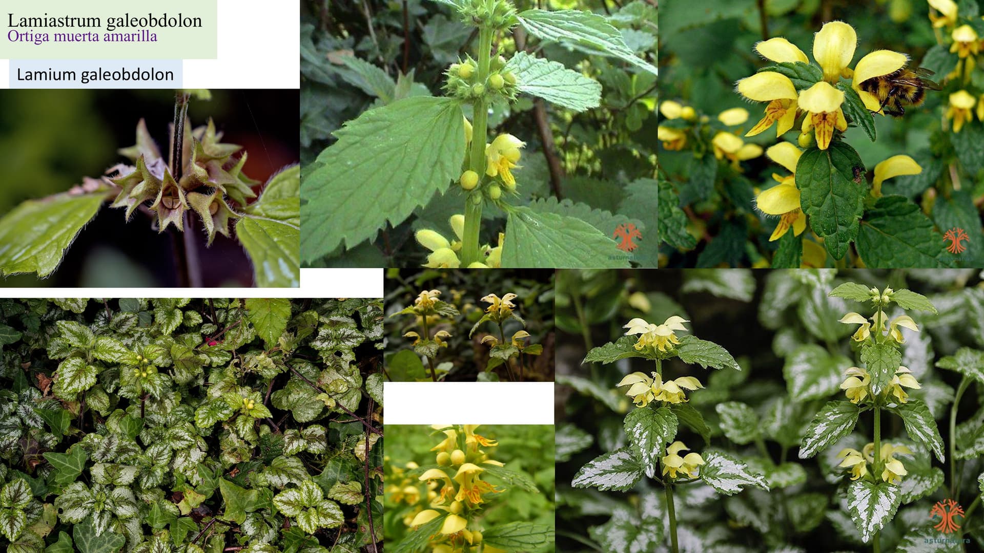 Lamiastrum galeobdolon
