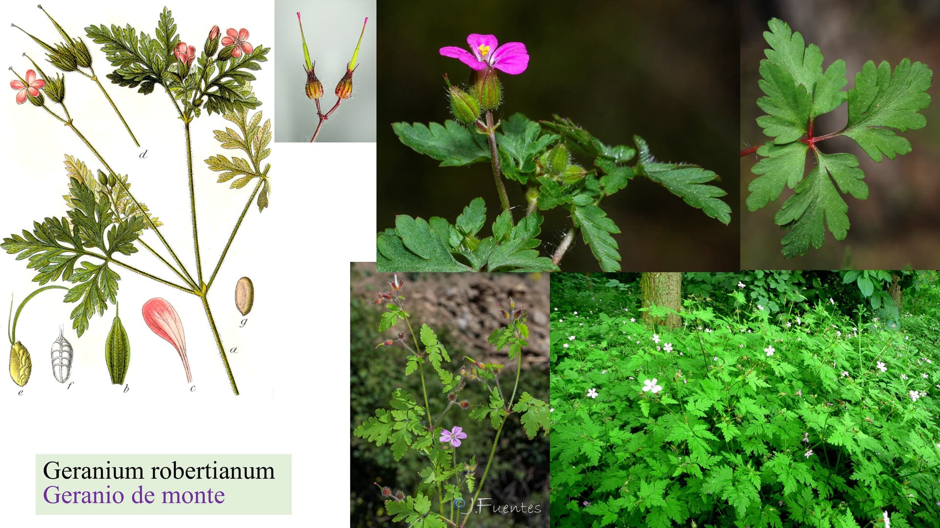 Geranium robertianum