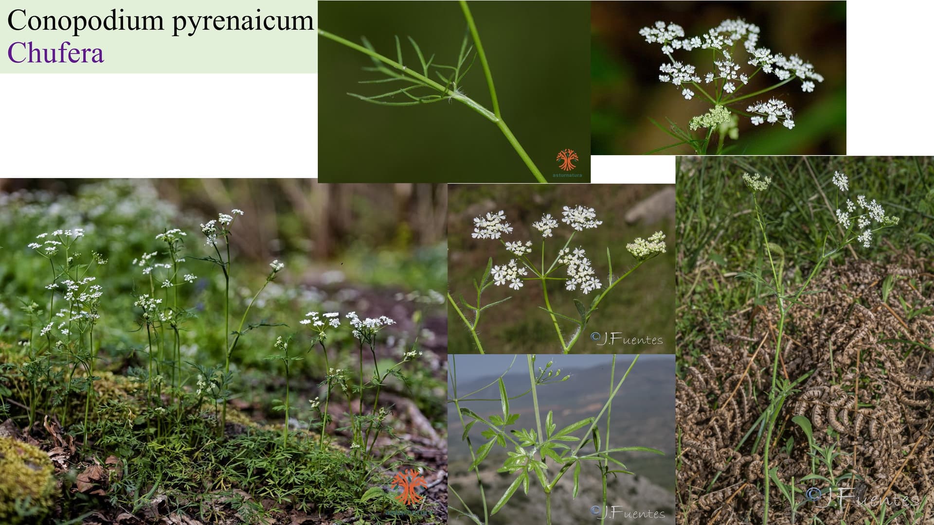 Conopodium pyrenaicum