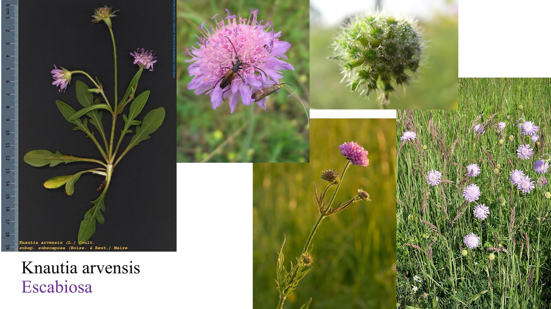 Knautia arvensis