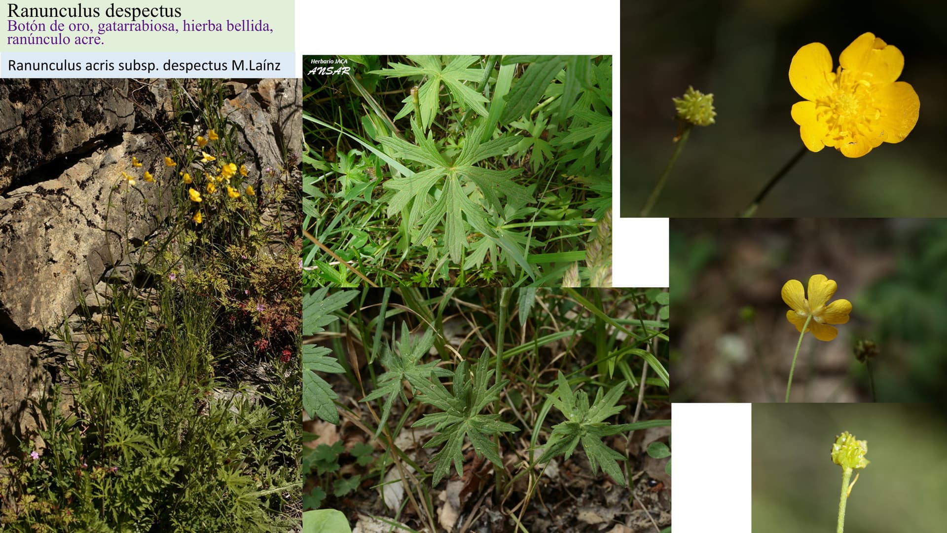 Ranunculus despectus
