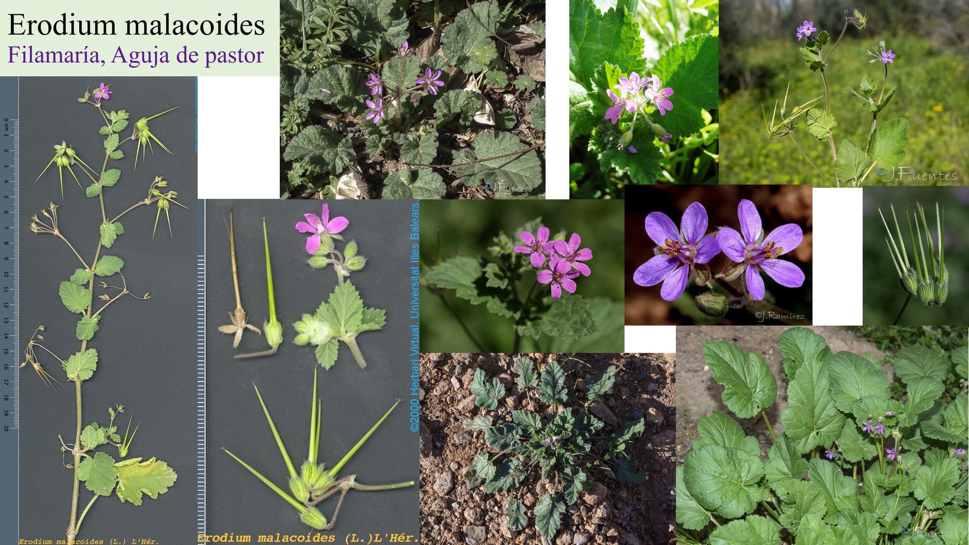 Erodium malacoides