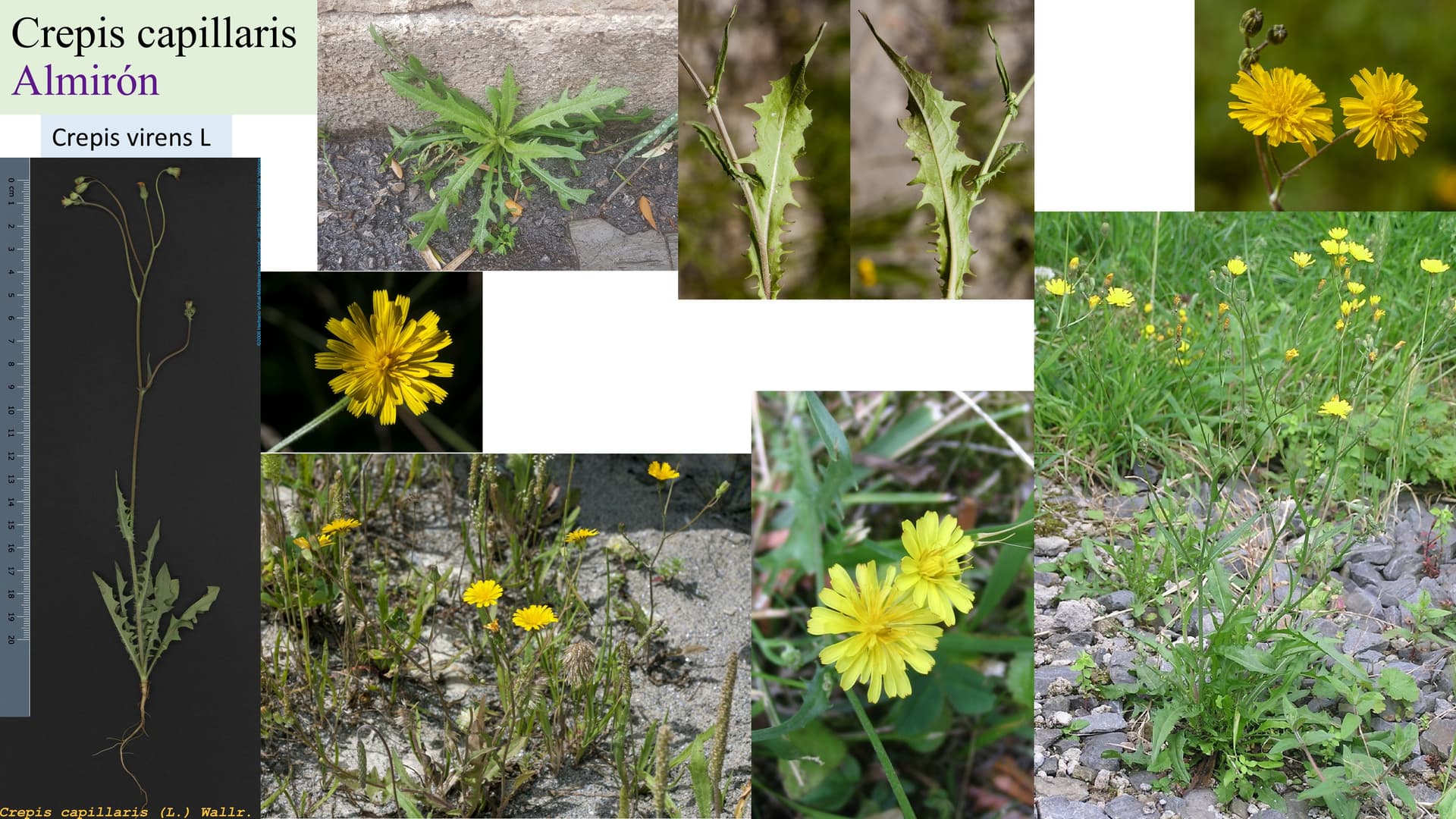 Crepis capillaris