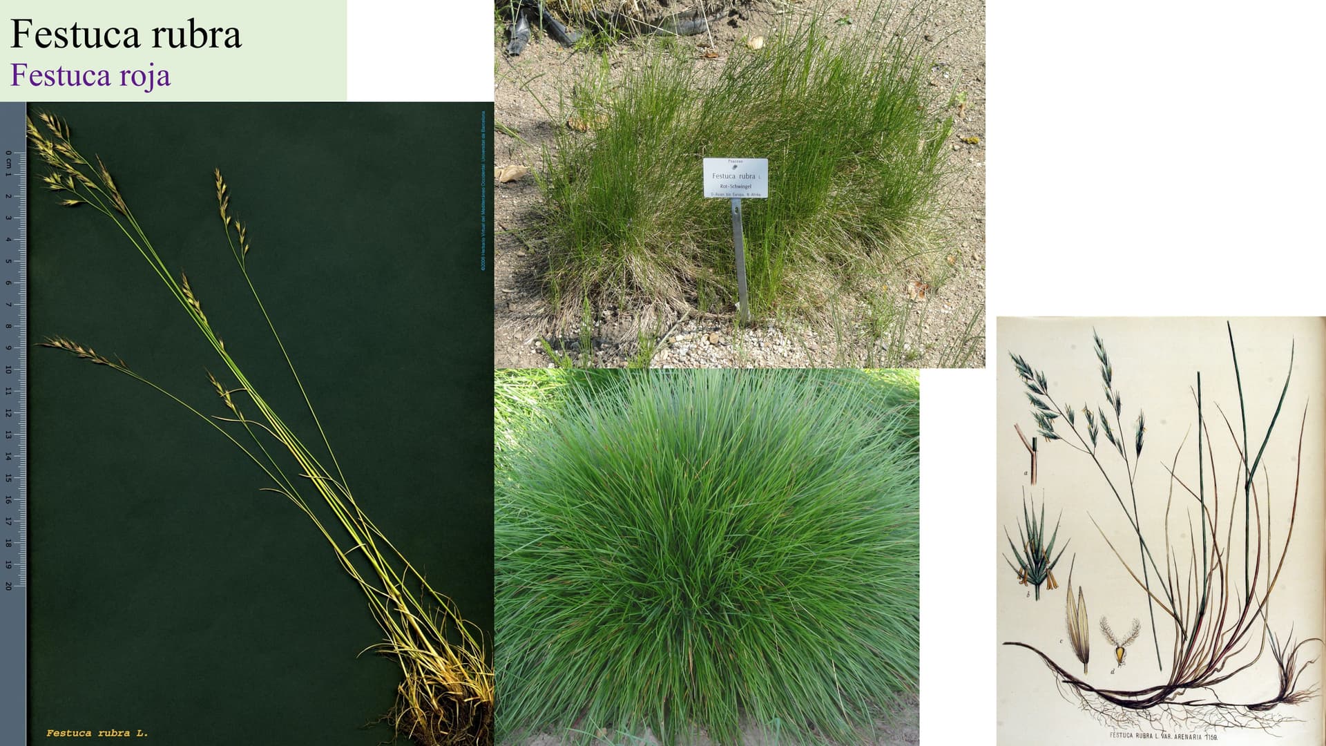 Festuca